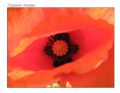 Papaver rhoeas